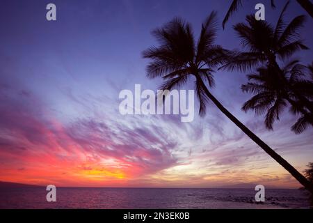 Kokospalmen, die sich vor einem feurigen Sonnenuntergang mit violettem Himmel abzeichnen; Wailea, Maui, Hawaii, Vereinigte Staaten von Amerika Stockfoto