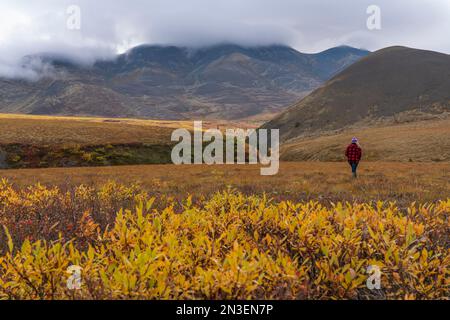 Frau, die in der Tundra entlang des Dempster Highway spaziert und die Herbstfarben in der atemberaubenden Landschaft des kanadischen Yukon genießt; Dawson City, Yukon, Kanada Stockfoto