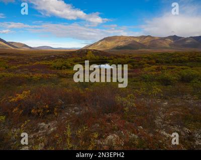 Die Landschaft ist farbenfroh, während sich der Herbst in den Pflanzen entlang des Dempster Highway des Yukon niederlässt; Dawson City, Yukon, Kanada Stockfoto