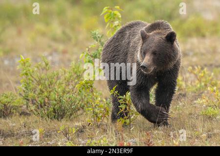 Grizzlybär (Ursus arctos horribilis) geht durch das Feld und sucht nach Beeren und Wurzeln; Haines Junction, Yukon, Kanada Stockfoto