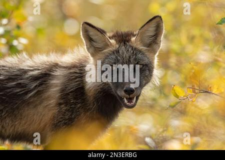 Porträt eines Rotfuchses (Vulpes vulpes) mit melanistischer Färbung; Eagle Plains, Yukon, Polarkreis, Kanada Stockfoto