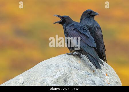 Gewöhnliche Raben (Corvus corax) sitzen auf einem Felsen mit Herbstfarben im Hintergrund; Dawson City, Yukon, Kanada Stockfoto