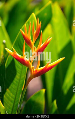 Aus nächster Nähe sehen Sie die dramatische Blume Heliconia Nickeriensis oder False Bird of Paradise (Heliconiaceae); Paia, Maui, Hawaii, Vereinigte Staaten von Amerika Stockfoto