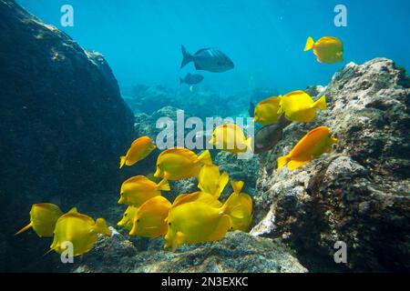 Schule der Gelben Tangs (Zebrasoma flavescens) unter Wasser in der Nähe von La Perousse; Makena, Maui, Hawaii, Vereinigte Staaten von Amerika Stockfoto