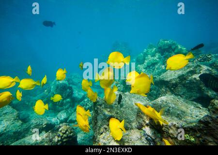 Schule der Gelben Tangs (Zebrasoma flavescens) unter Wasser in der Nähe von La Perousse; Makena, Maui, Hawaii, Vereinigte Staaten von Amerika Stockfoto