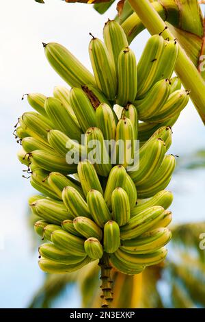 Stiel von gemischten Bananen, Zwergbananen (Musaceae), die in den Kahanu Gardens in Hana, Maui, Hawaii, Vereinigte Staaten von Amerika wachsen Stockfoto