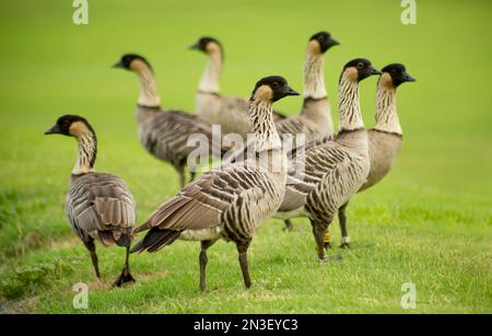 Nene (Branta sandvicensis), auch bekannt als Hawaiian Goose, endemisch auf Hawaii und offizieller Staatsvogel, steht auf dem Gras Stockfoto