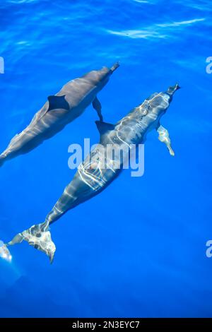 Zwei Spinnerdelfine (Stenella longirostris) schwimmen im hellblauen Wasser vor der Manele Bay; Lanai, Hawaii, Vereinigte Staaten von Amerika Stockfoto