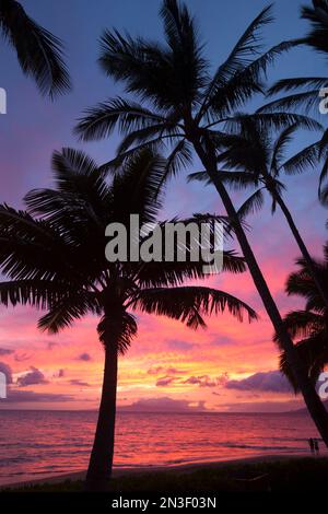 Silhouette von Palmen, die bei Sonnenuntergang am Keawakapu Beach in den farbenfrohen Himmel ragen; Kihei, Wailea, Maui, Hawaii, Vereinigte Staaten von Amerika Stockfoto