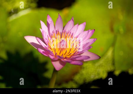 Nahaufnahme von Hawaiian, Pink Water Lily (Nymphaea); Paia, Maui, Hawaii, Vereinigte Staaten von Amerika Stockfoto