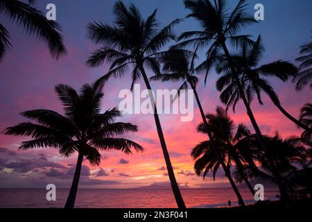 Silhouette von Palmen, die bei Sonnenuntergang am Keawakapu Beach in den farbenfrohen Himmel ragen; Kihei, Wailea, Maui, Hawaii, Vereinigte Staaten von Amerika Stockfoto