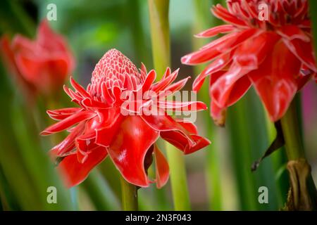 Nahaufnahme der wunderschönen Torch Gingers (Etlingera elatior) in der Nähe der Kuang Si Falls, ein beliebter Ausflugsausflug für Touristen aus Luang Prabang Stockfoto