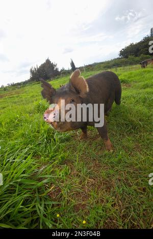 Porträt eines Berkshire-Schweins (Sus scrofa domesticus) auf Malama Farms in Haiku; Upcountry Maui, Hawaii, Vereinigte Staaten von Amerika Stockfoto