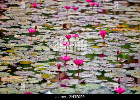 Nahaufnahme der Rosa Wasserlilien (Nymphaea), die durch die Lilienpads in einem ruhigen Teich auftauchen; Kauai, Hawaii, Vereinigte Staaten von Amerika Stockfoto