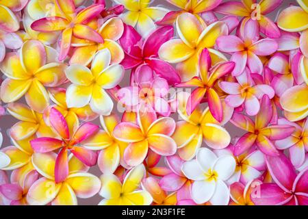 Nahaufnahme einer Vielzahl von Farben der Plumeria-Blüten, (Frangipani); Maui, Hawaii, Vereinigte Staaten von Amerika Stockfoto