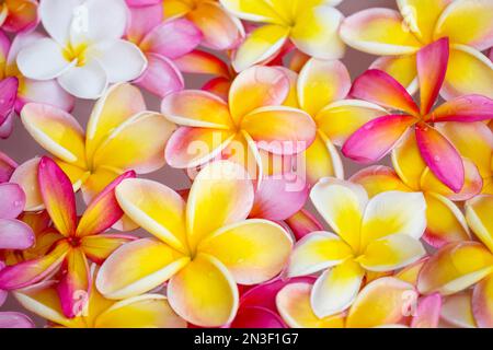 Nahaufnahme einer Vielzahl von Farben der Plumeria-Blüten, (Frangipani); Maui, Hawaii, Vereinigte Staaten von Amerika Stockfoto