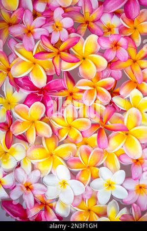 Nahaufnahme einer Vielzahl von Farben der Plumeria-Blüten, (Frangipani); Maui, Hawaii, Vereinigte Staaten von Amerika Stockfoto