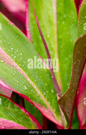Nahaufnahme von verschiedenen Ti-Blättern (Cordyline fruticosa) mit Wassertröpfchen; Paia, Maui, Hawaii, Vereinigte Staaten von Amerika Stockfoto