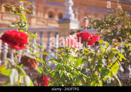 Rosensträucher am Plaza de España, Parque de María Luisa in Sevilla — Andalusien, Spanien Stockfoto