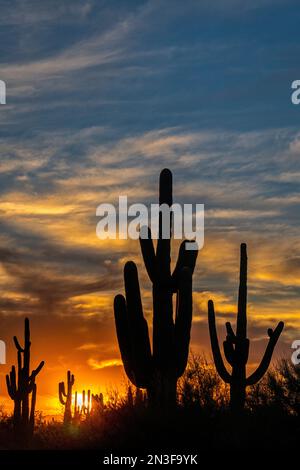 Saguaro Cactus (Carnegiea gigantea) bei Sonnenuntergang; Phoenix, Arizona, Vereinigte Staaten von Amerika Stockfoto