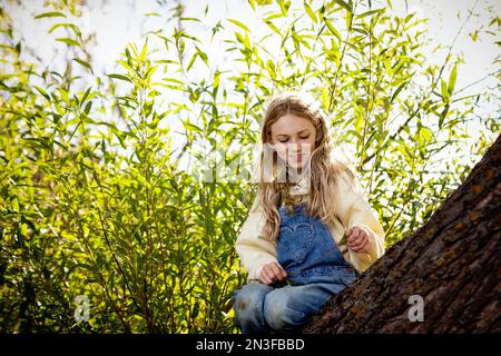 Junges Mädchen, das an einem warmen Herbstnachmittag in einem Baum in einem Stadtpark spielt; St.. Albert, Alberta, Kanada Stockfoto