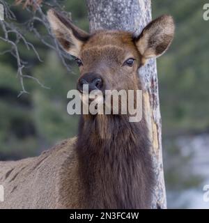 ELK (Cervus canadensis) in den Rocky Mountains im Banff National Park; Improvement District No. 9, Alberta, Kanada Stockfoto