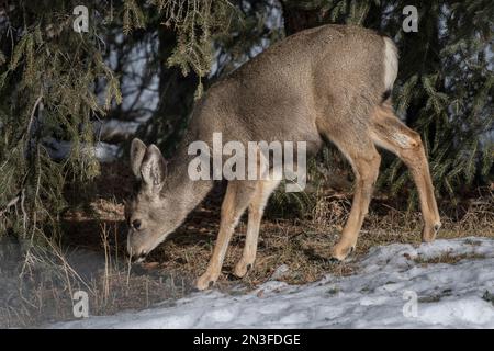 Junger Wapitihirsch (Cervus canadensis), der auf einer verschneiten Wiese im Banff National Park weidet. Wapitis sind ein wichtiger Bestandteil von Banffs Ökologie Stockfoto