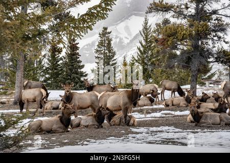 Große Elchherde (Cervus canadensis) weidet und ruht auf einer verschneiten Wiese im Banff National Park. Elche sind ein wichtiger Bestandteil von Banffs Ökologie Stockfoto