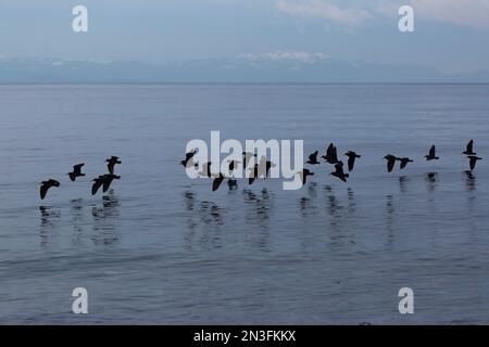 Schwarze Austernfischer (Haematopus bachmani) fliegen tief über die Wasseroberfläche in Davis Bay an der Sunshine Coast, BC, Kanada Stockfoto