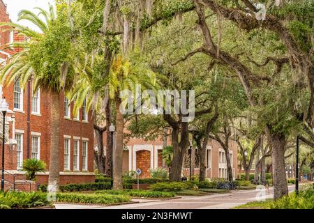 Palmen, Eichen und spanisches Moos auf dem Campus der University of Florida in Gainesville, Florida. (USA) Stockfoto