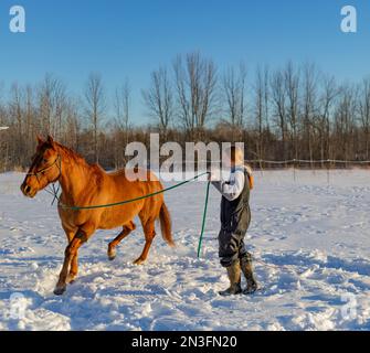 Ein Mädchen, das ein Pferd auf einem verschneiten Feld trainiert; Ottawa Valley, Ontario, Kanada Stockfoto