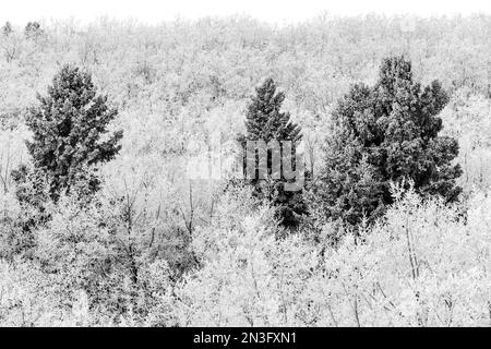 Frostige immergrüne Bäume an einem Hügel mit frostigen Laubbbäumen in Calgary, Alberta, Kanada Stockfoto