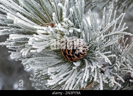 Nahaufnahme von eismattierten Kiefernzapfen und Kiefernadeln in Calgary, Alberta, Kanada Stockfoto