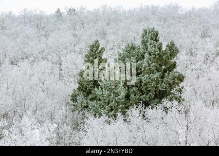 Immergrüner Frostbaum inmitten eines Hügels aus Milchbäumen in Calgary, Alberta, Kanada Stockfoto