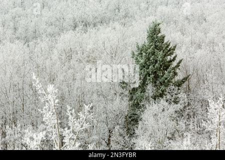 Immergrüner Frostbaum inmitten eines Hügels aus Milchbäumen in Calgary, Alberta, Kanada Stockfoto