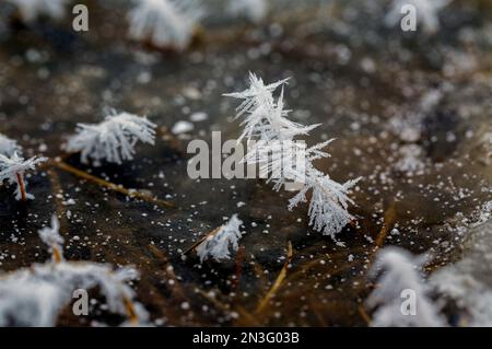 Nahaufnahme von Gräsern mit Zinken in einer gefrorenen Pfütze; Calgary, Alberta, Kanada Stockfoto