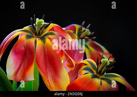 Nahaufnahme der Tulpenblätter, die vor schwarzem Hintergrund herabfallen; Studio Stockfoto