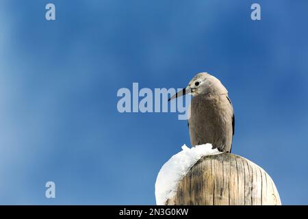 Nahaufnahme von Whisky Jack (Perisoreus canadensis) auf einem Holzpfahl mit blauem Himmel, Banff National Park; Lake Louise, Alberta, Kanada Stockfoto