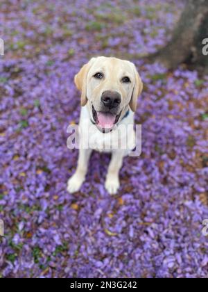 Gelber labrador-Retriever mit Jacaranda-Blüten im Frühling; Upcountry Maui, Hawaii, Vereinigte Staaten von Amerika Stockfoto