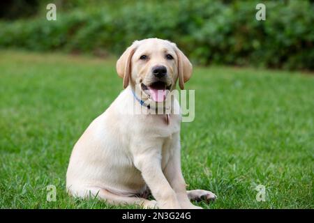 Gelbes Labrador Retriever Welpe sitzt auf dem Gras; Maui, Hawaii, Vereinigte Staaten von Amerika Stockfoto