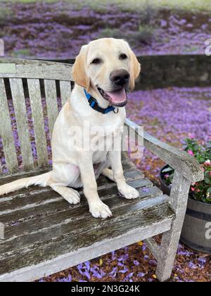 Gelber labrador-Retriever-Hund, der auf einer Parkbank sitzt und im Frühling im Hintergrund Jacaranda-Blumen blühen Stockfoto