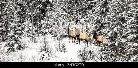 Drei Bullenelche (Cervus elaphus canadensis) stehen in einem schneebedeckten Wald und schauen im Winter im Banff National Park auf die Kamera Stockfoto