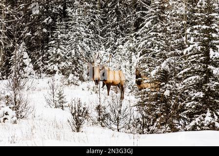 Drei Bullenelche (Cervus elaphus canadensis) stehen in einem schneebedeckten Wald und schauen im Winter im Banff National Park auf die Kamera Stockfoto