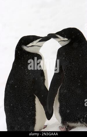 Ein Paar Kinnriemen-Pinguine in einem Kuschelknuddel. Stockfoto