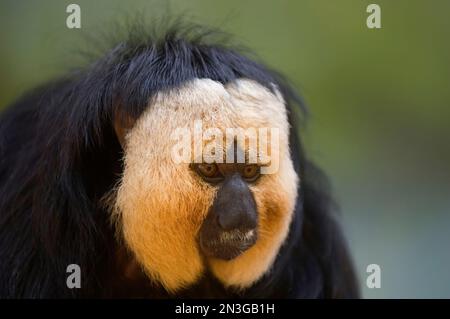 Die weiße Saki (Pithecia pithecia) im Zoo von Houston; Houston, Texas, Vereinigte Staaten von Amerika Stockfoto