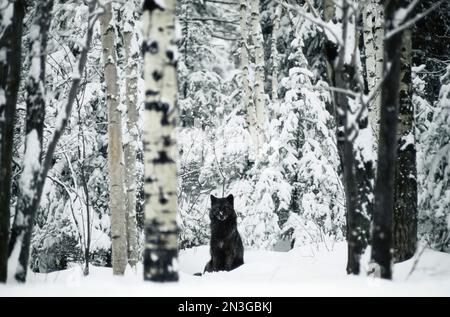 Grauwolf (Canis Lupus), der in einer verschneiten Landschaft sitzt; Ely, Minnesota, Vereinigte Staaten von Amerika Stockfoto