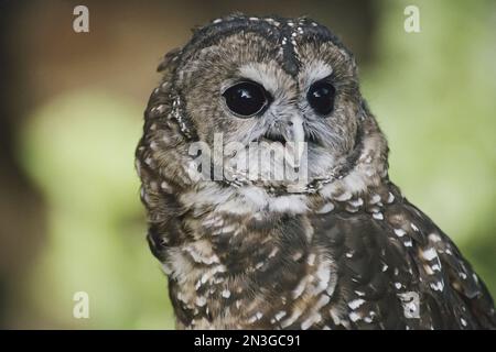 Das ist Siskiyou, eine nördliche Fleckeule (Strix occidentalis occidentalis), in Gefangenschaft im Zoo. Der Vogel wurde gefunden mit... Stockfoto