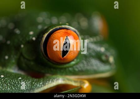 Nahaufnahme des Auges eines Rotäugigen Baumfrosches (Agalychnis callidryas) im Sunset Zoo in Manhattan, Kansas, Vereinigte Staaten von Amerika Stockfoto