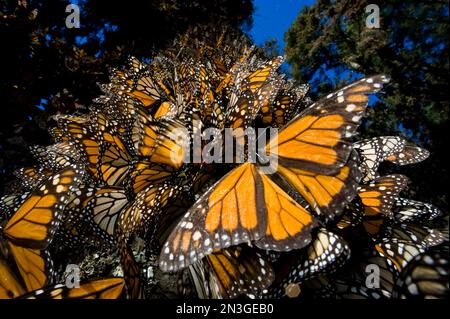 Millionen von Monarchen-Schmetterlingen (Danaus plexippus) bedecken jeden Zentimeter eines Baumes in Sierra Chincua, während sie zu den Winterhühnern in Mexiko reisen Stockfoto