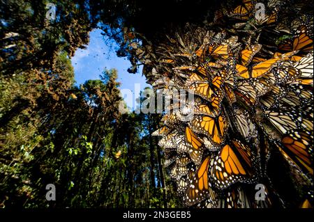 Millionen von Monarchen-Schmetterlingen (Danaus plexippus) bedecken jeden Zentimeter eines Baumes in Sierra Chincua, während sie zu den Winterhühnern in Mexiko reisen Stockfoto